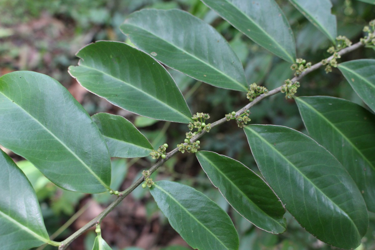 Casearia zeylanica (Gaertn.) Thwaites